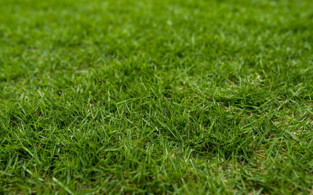 Green lawn on ground