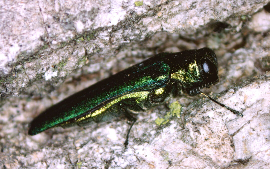 Emerald Ash Borer Treatment: Protecting Your Ash Trees in Dane County