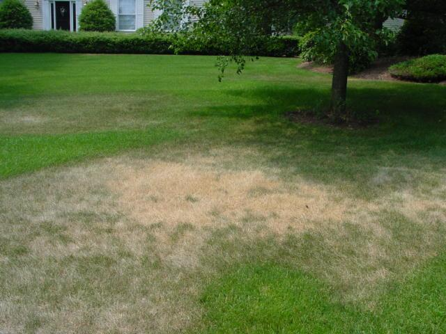 Keep Your Lawn Thriving During Summer Stress!
