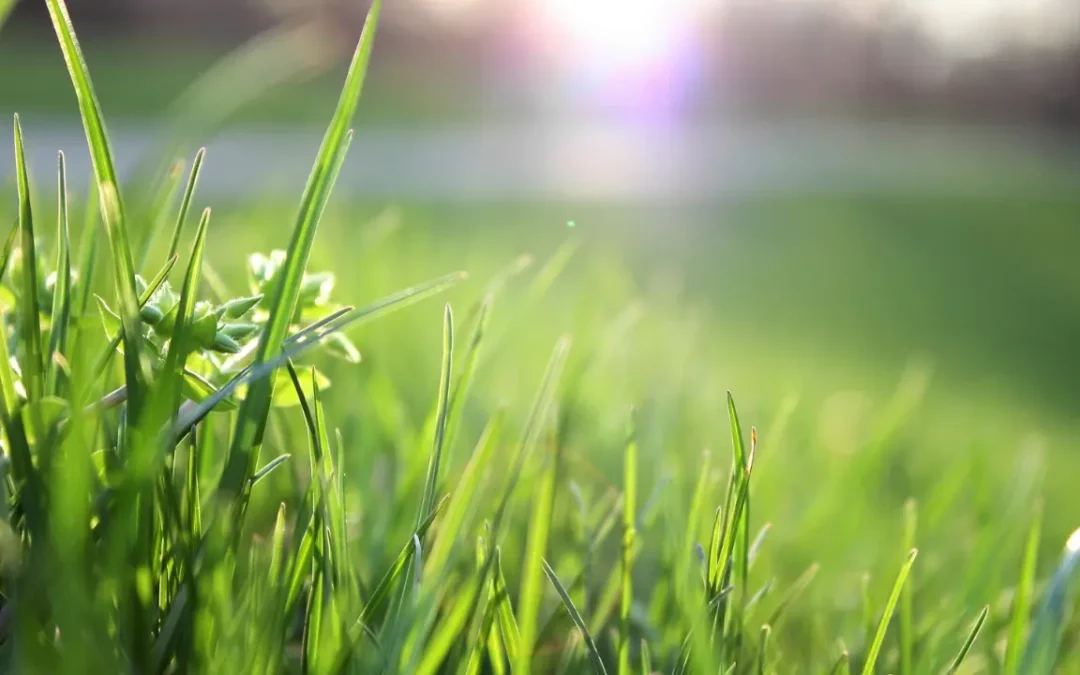 Is Overseeding Bad for Your Lawn?